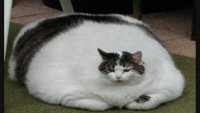 Grdan