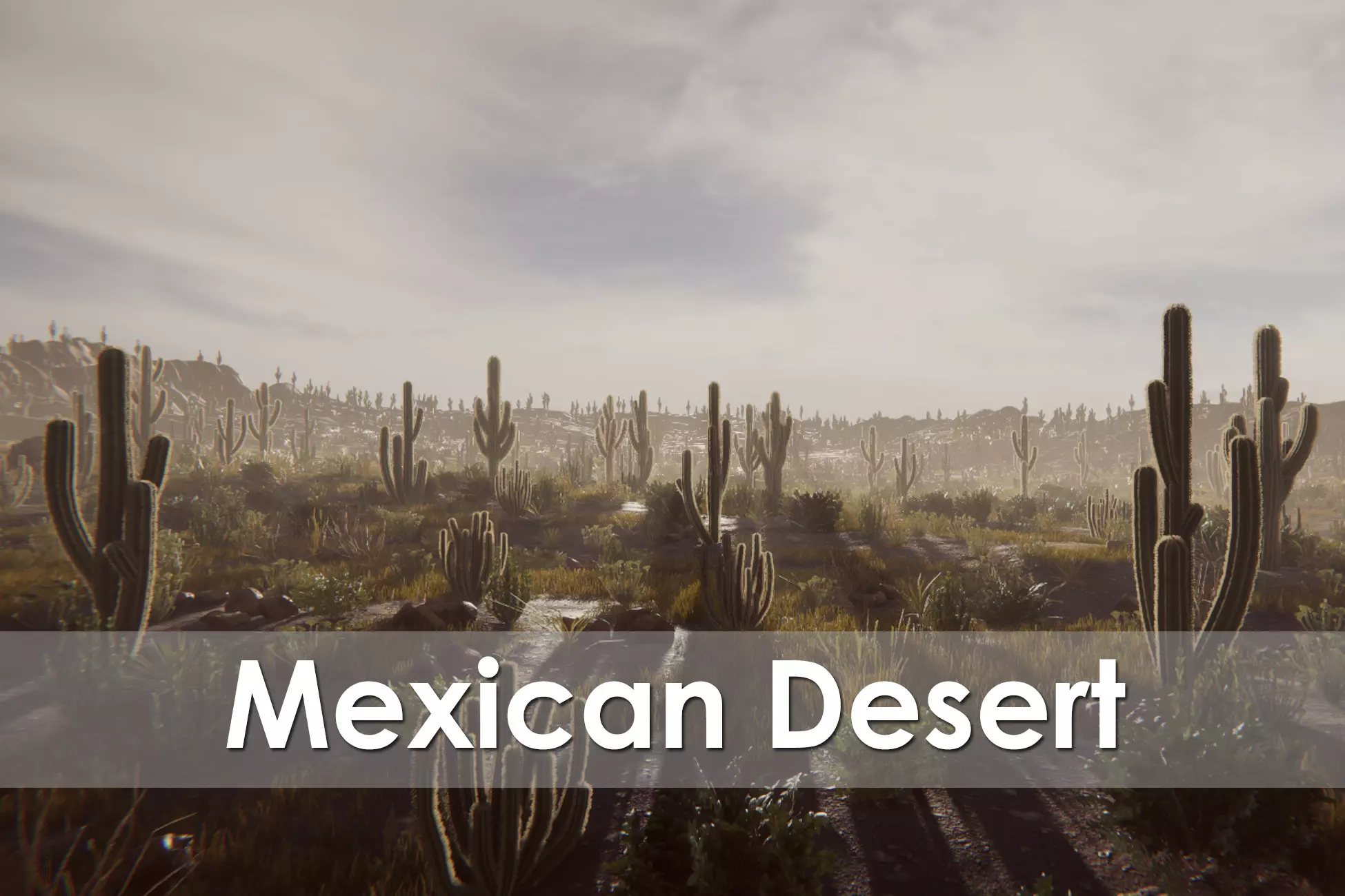 Mexican Desert Vegetation