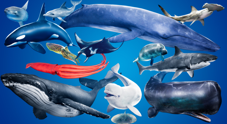 Ocean Animals MEGA Pack