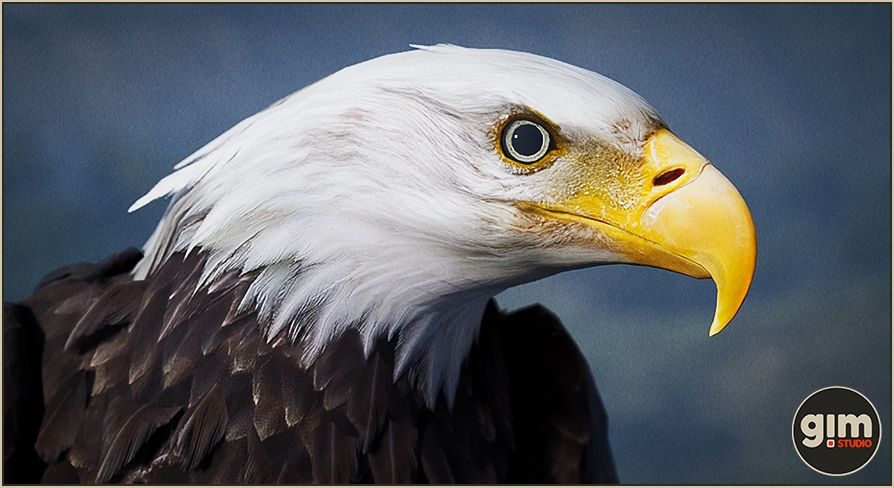 Animalia - Bald and Golden Eagle