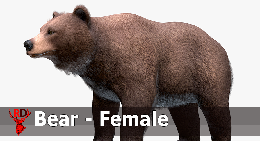Bear - Female