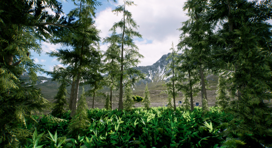 Spruce forest winter and summer