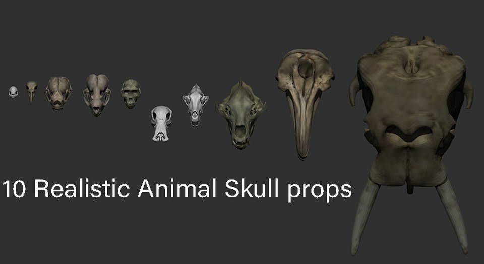 Animal Skull Pack