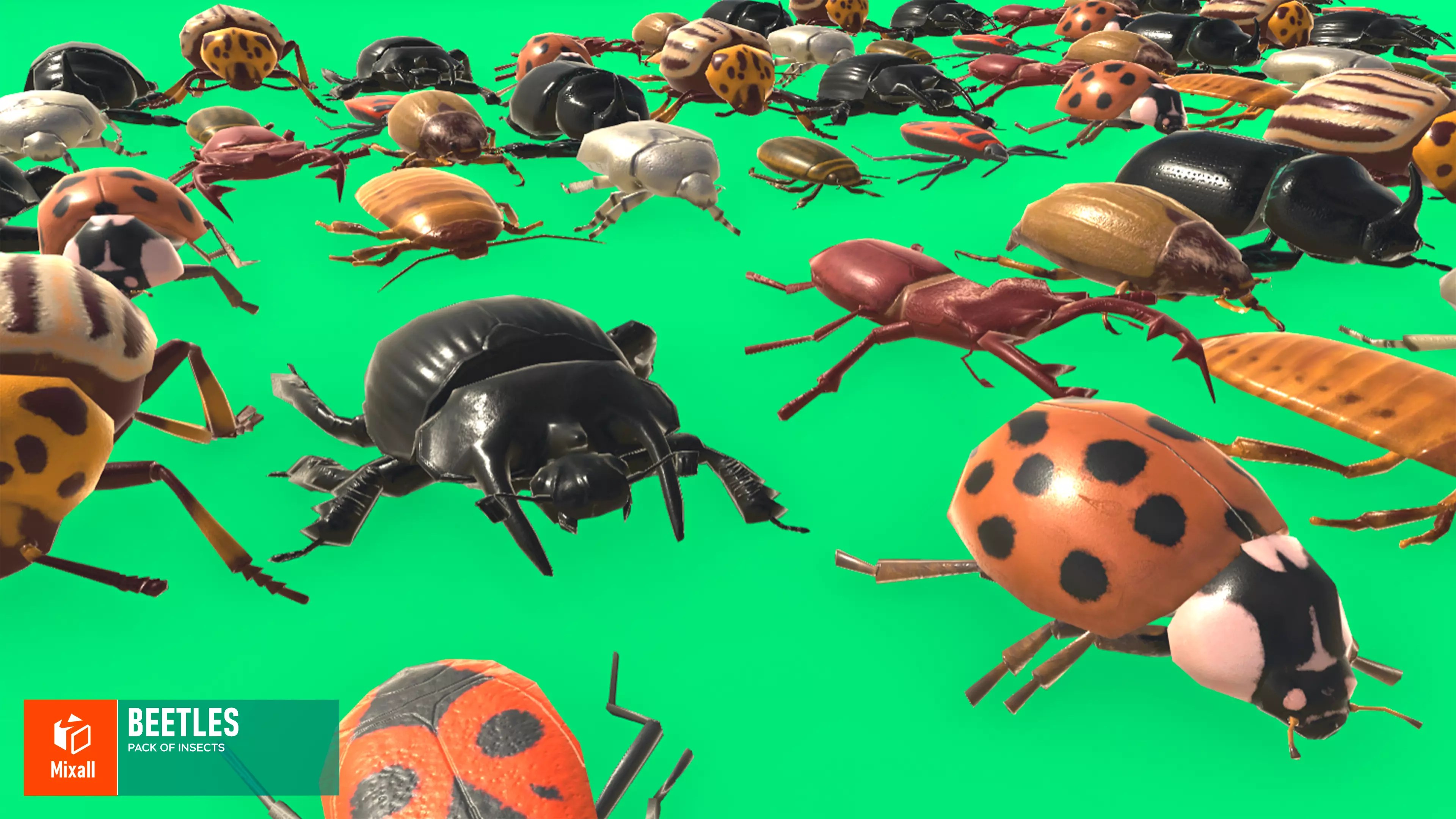 Beetles - pack of insects